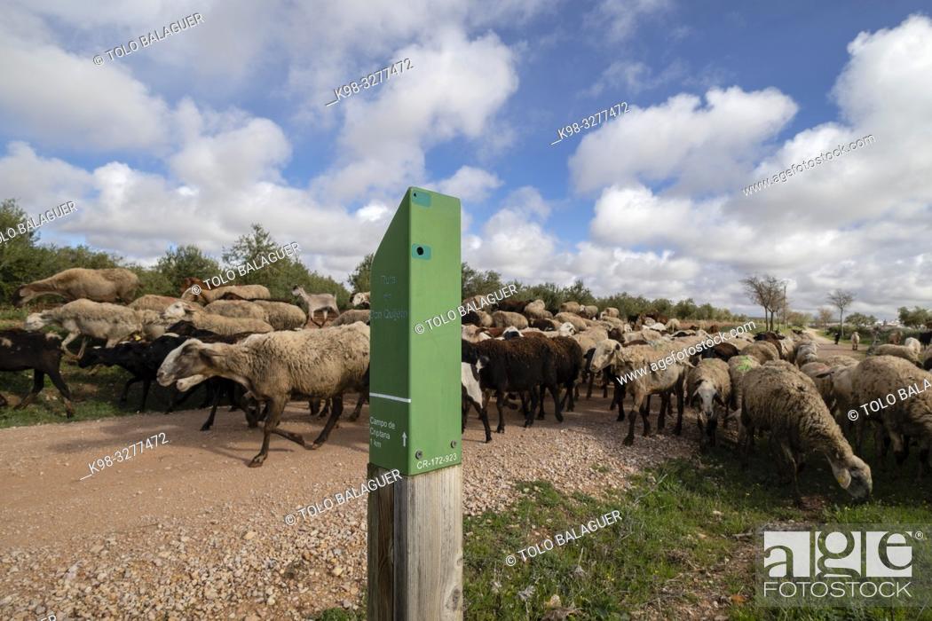 Stock Photo: pastor con su rebaño, Campo de Criptana, provincia de Ciudad Real, Castilla-La Mancha, Spain.