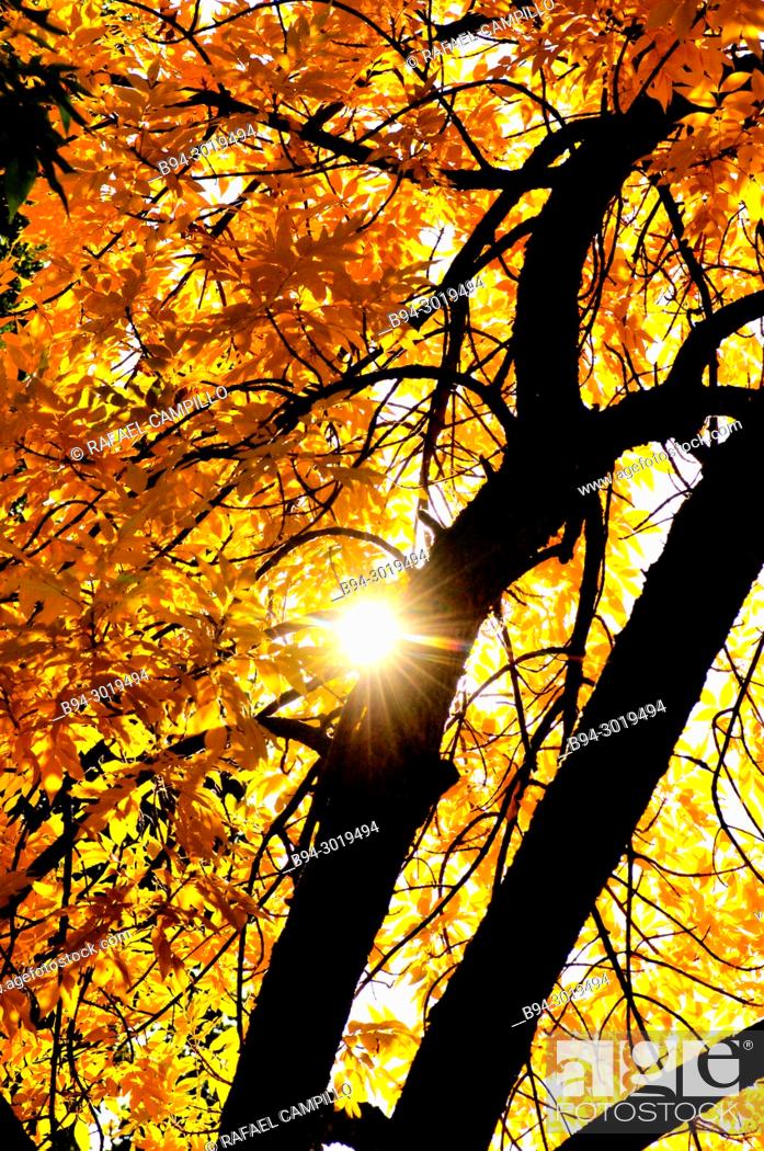 Photo de stock: Trees in autumn. La Seu d'Urgell. Lleida, Catalonia. Spain.