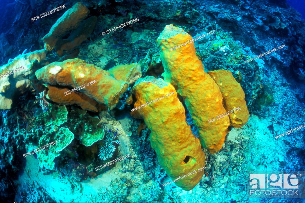 Stock Photo: Anchor damaged Sponges Petrosia sp Gorontalo, Sulawesi, Indonesia.