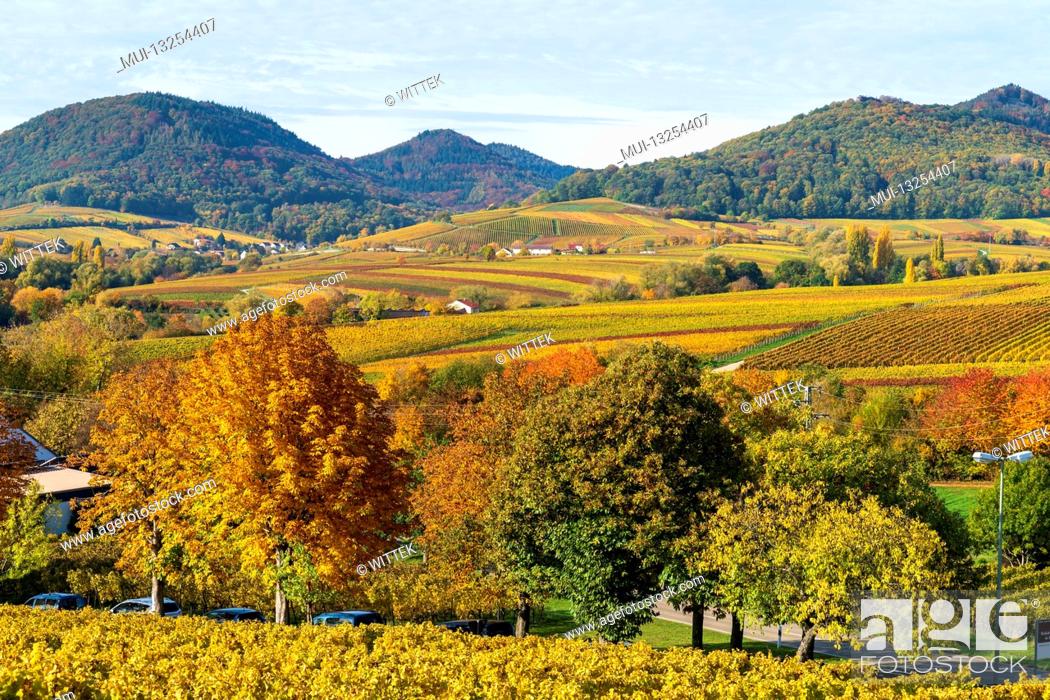 Stock Photo: Autumnal discolored vineyards 2020 near Landau in der Pfalz, Südliche Weinstrasse, Palatinate Forest, Rhineland-Palatinate, Germany.