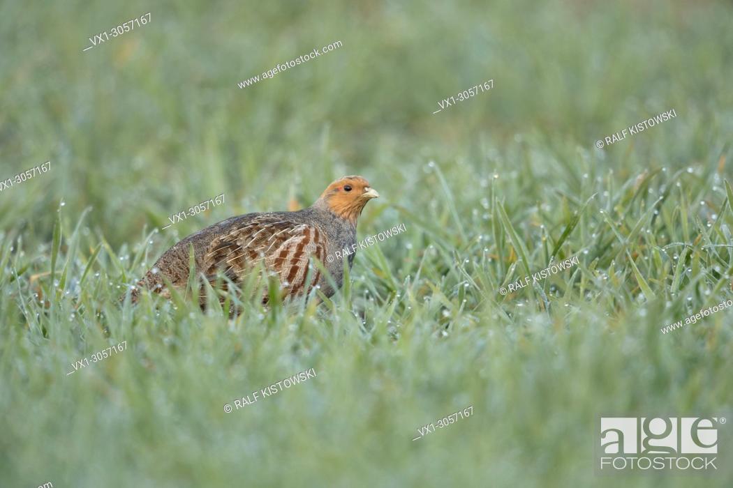 Stock Photo: Attentive Grey Partridge ( Perdix perdix ) sneaks through a green field covered with dew drops, wildlife, Europe.
