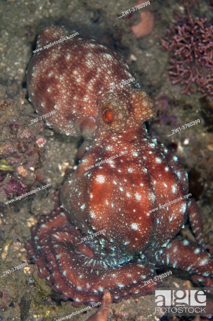 Stock Photo: Starry Night Octopus (Callistoctopus luteus), night dive, Minahasa Lagoon House Reef, Manado, Sulawesi, Indonesia.
