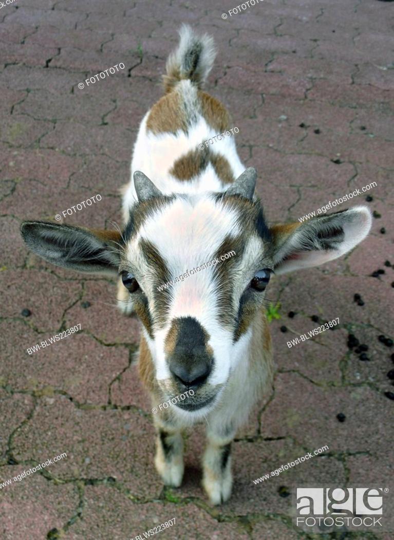 Pygmy goat Capra hircus, Capra aegagrus f. hircus, juvenile in a peeting  zoo, Stock Photo, Picture And Rights Managed Image. Pic. BWI-BLWS223807 |  agefotostock