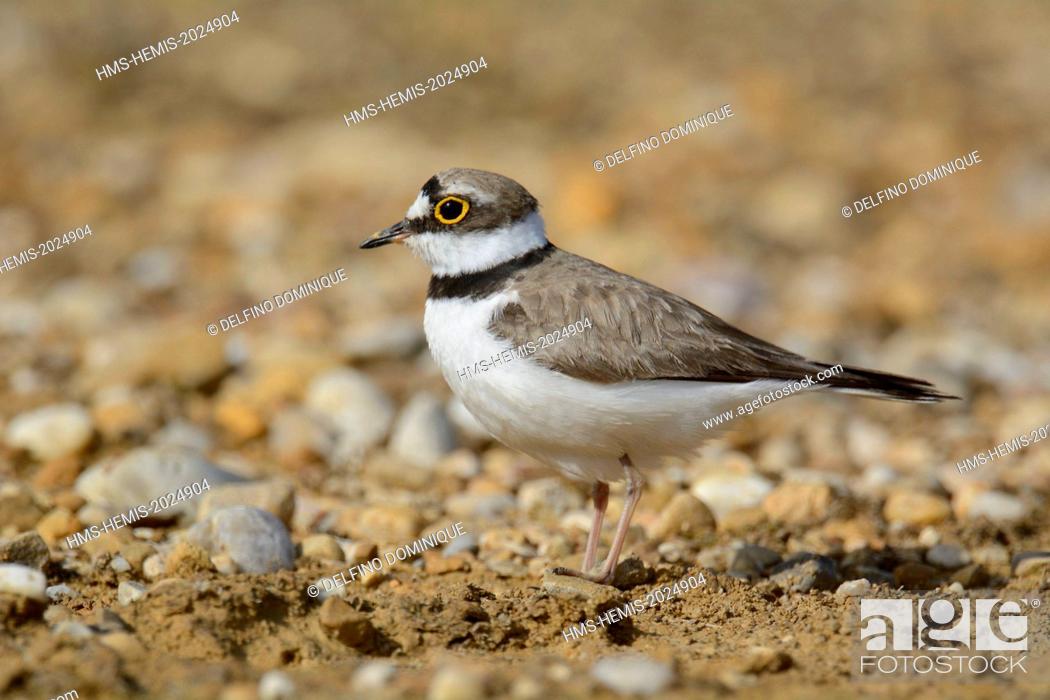 Stock Photo: France, Doubs, Brognard, bird, Little Ringed Plover (Charadrius dubius), nesting on an industrial platform during excavation of the ZAC Technoland 2 on the set.