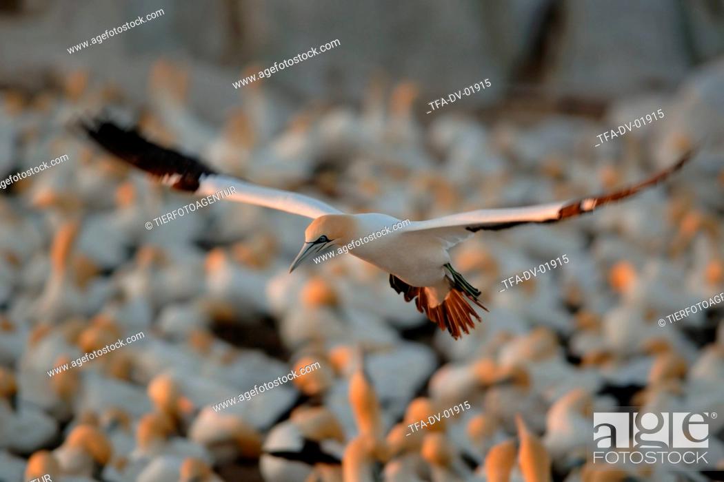 Stock Photo: Cape gannet.