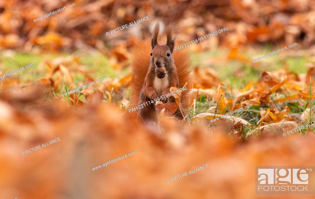 Stock Photo: 31 October 2022, Berlin: 31.10.2022, Berlin. A squirrel (Sciurus vulgaris) sits on a meadow in the Botanical Garden surrounded by autumn leaves and holds a nut.