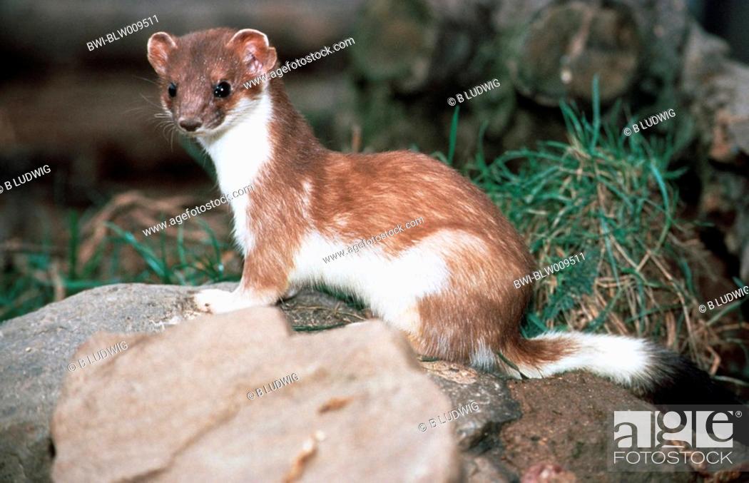 ermine, stoat Mustela erminea, change from summer to the winter fur, Stock  Photo, Picture And Rights Managed Image. Pic. BWI-BLW009511 | agefotostock