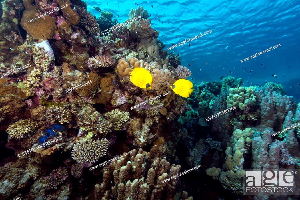 Stock Photo: Masked butterflyfish and tropical reef in the Red Sea.