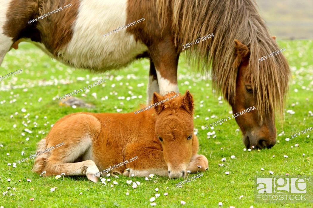 Stock Photo: Skewbald Shetland Pony - grazing mare with resting foal on pasture.