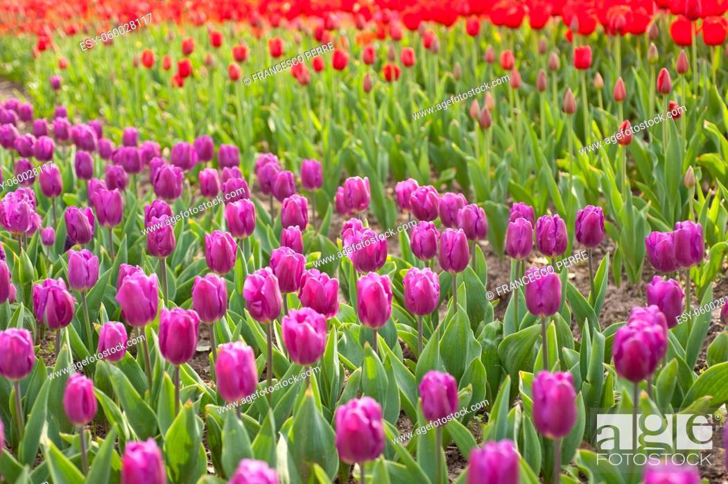 Stock Photo: colorful tulips flowers field in springtime with low sun.