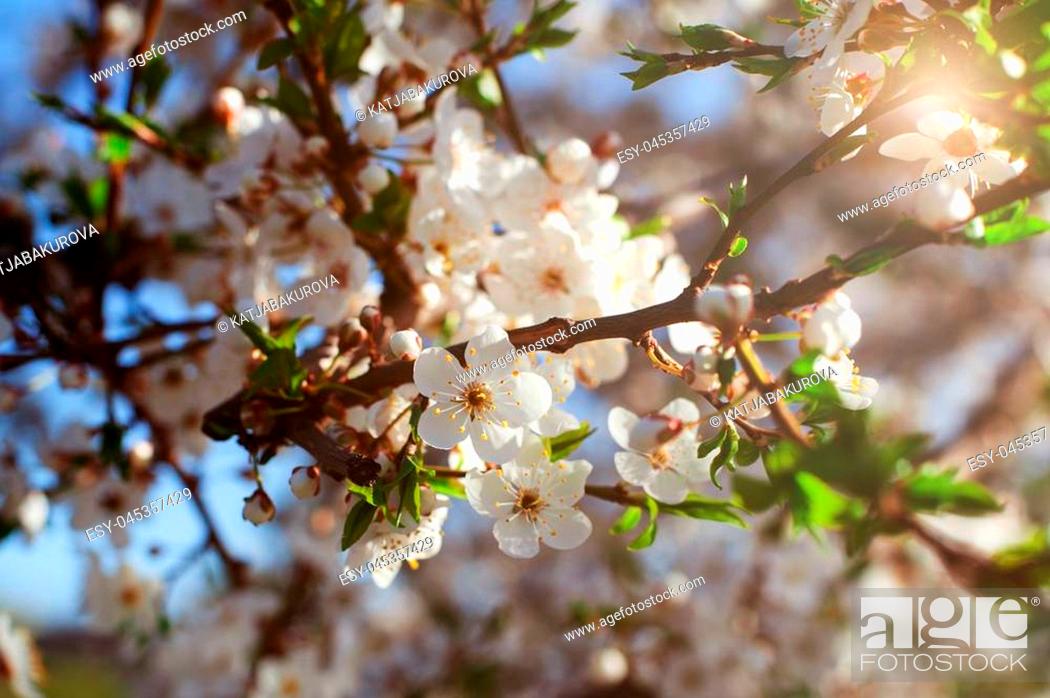 Stock Photo: Branch of a flowering tree in warm sunlight. Spring sunny floral beautiful macro background. Tree in blossom. Artistic close-up photo.