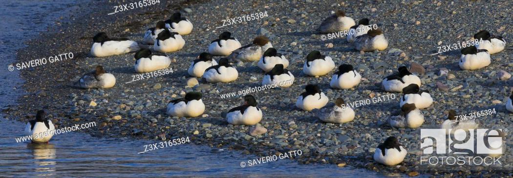 Photo de stock: Common Merganser (Mergus merganser), flock resting on the shore.