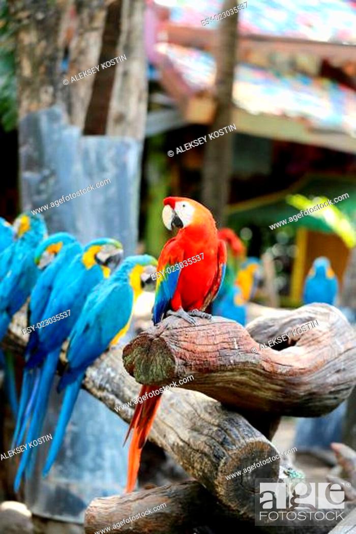 Stock Photo: Big beautiful macaws.