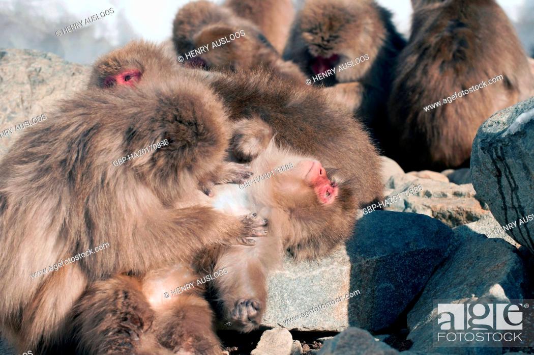 Photo de stock: Monkey-Japanese, Macaca fuscata (Macaque Japon) Japan, 2017.