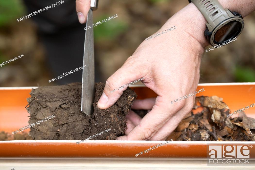 Stock Photo: 25 May 2022, Saxony, Dresden: Jacob Frank, Saxony Forest Inventory Manager, inspects a soil sample during a press event for the third soil condition survey in.