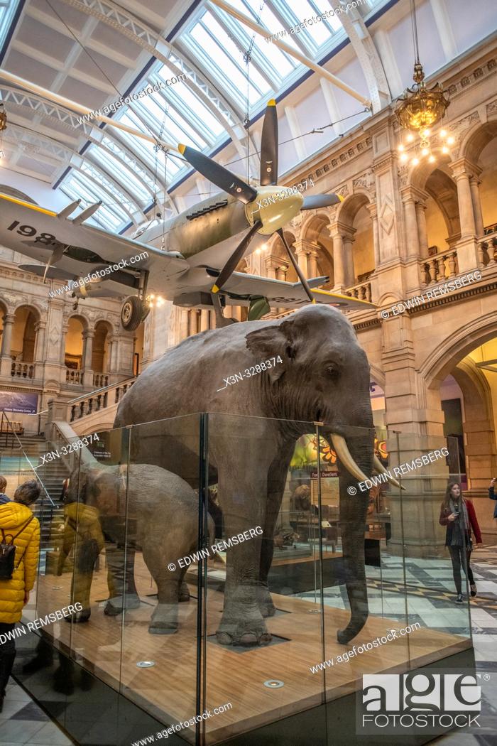 Stuffed animals in the Kelvingrove Museum in Glasgow, Scotland, Stock  Photo, Picture And Rights Managed Image. Pic. X3N-3288374 | agefotostock