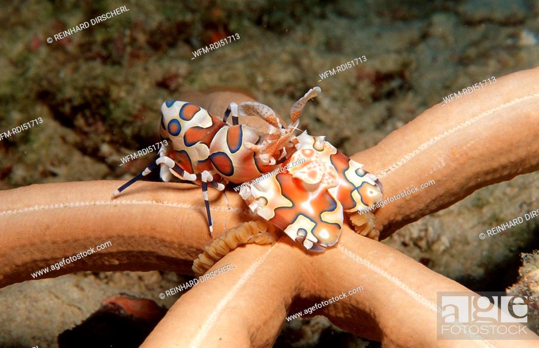 Stock Photo: Harlequin shrimp feeding on a starfish, Hymenoceara elegans, Indian Ocean Ari Atol, Maldives Island.