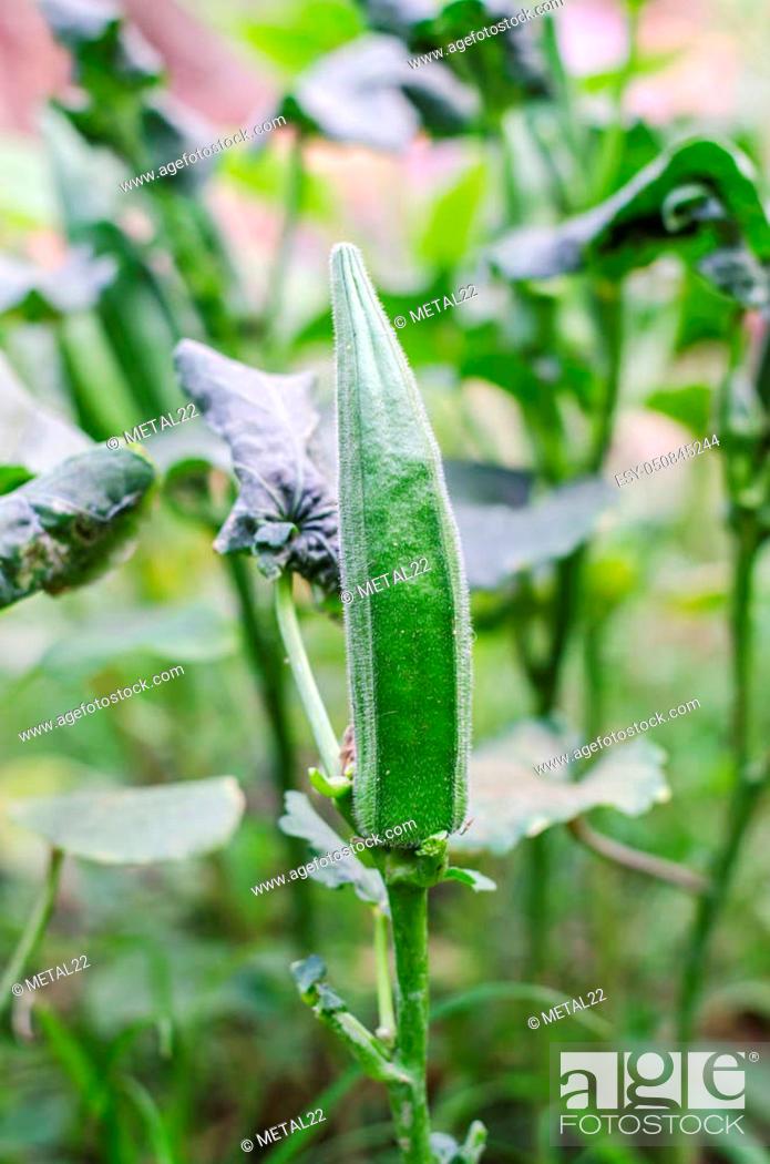 Stock Photo: Fresh okra on green close-up.