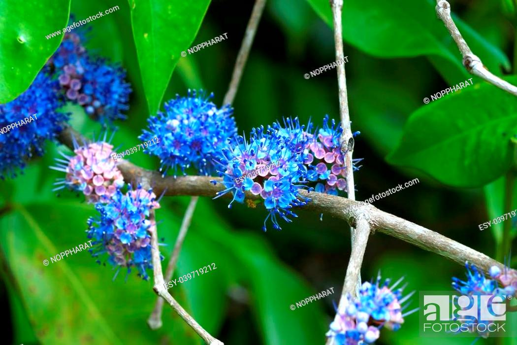 Stock Photo: Blue wild flowers. (Memecylon pauciflorum Blume).