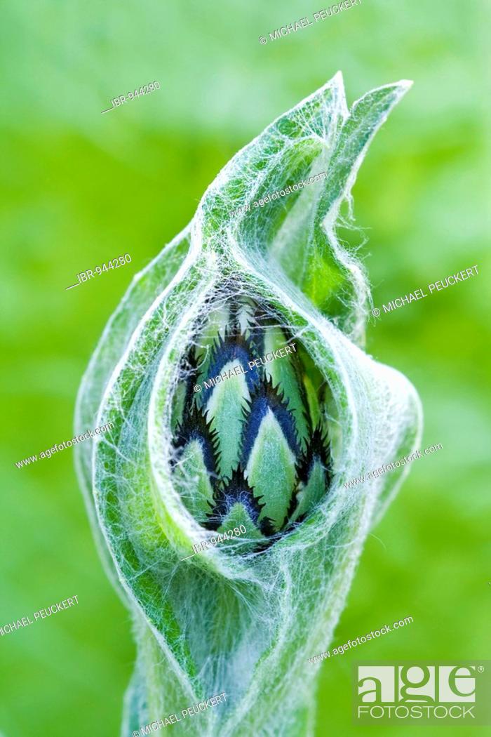 Stock Photo: Bud of a perennial cornflower, mountain cornflower or mountain bluet (Centaurea montana).