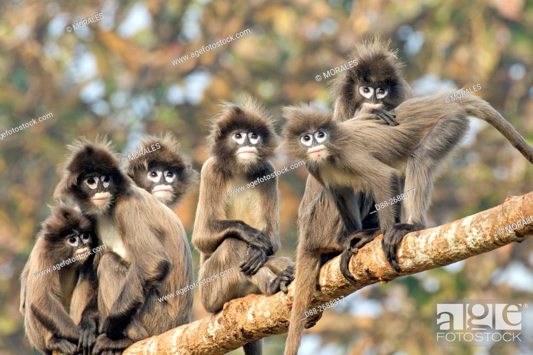 South east Asia, India, Tripura state, Phayre's leaf monkey or Phayre's  langur (Trachypithecus..., Stock Photo, Picture And Rights Managed Image.  Pic. D88-2688317 | agefotostock