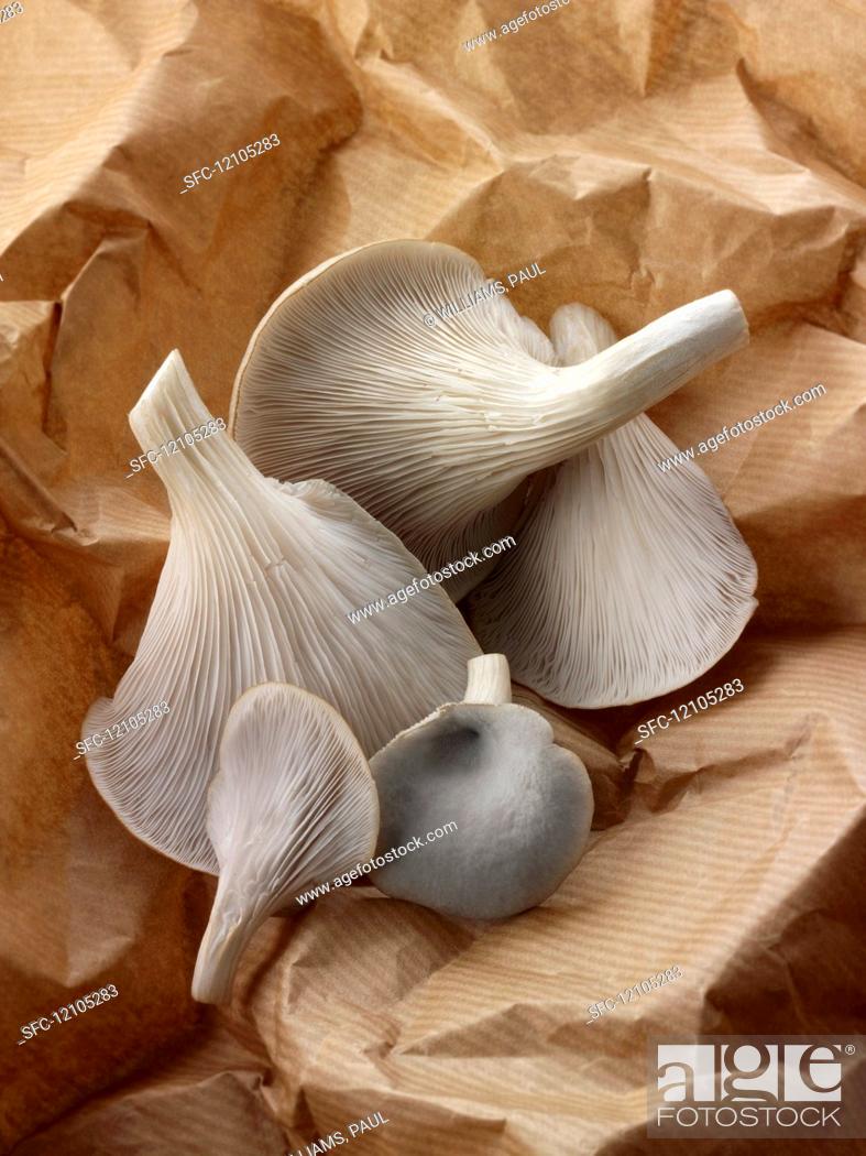 Stock Photo: Freshly picked grey oyster mushrooms on brown paper.