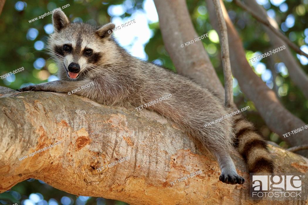 Stock Photo: Raccoon lying on branch.