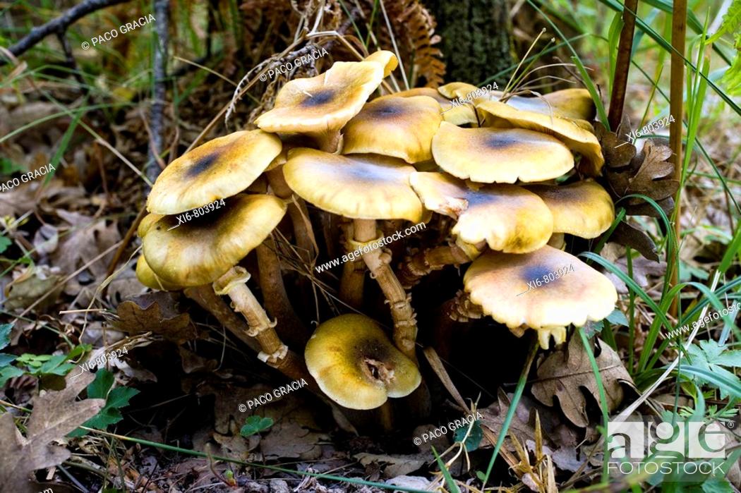 Imagen: Mushrooms ( Armillaria mellea ). Spain.