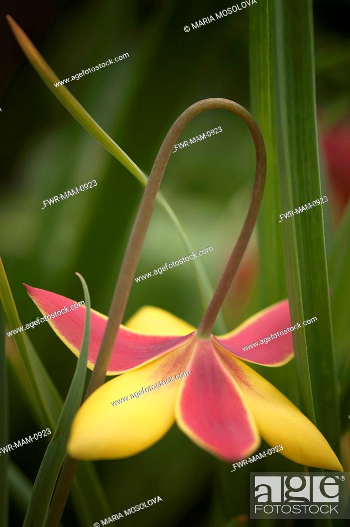 Tulipa Kolpakowskiana Tulip Mixed Colours Subject Stock Photo Picture And Rights Managed Image Pic Fwr Mam 0923 Agefotostock
