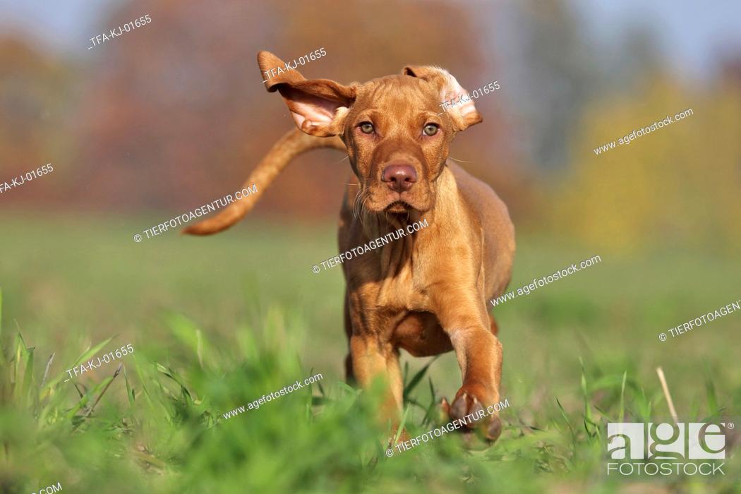 Stock Photo: running Magyar Vizsla puppy.