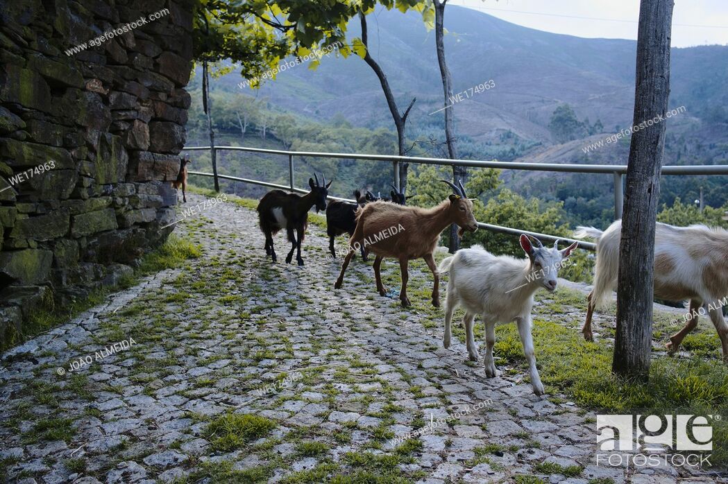 Stock Photo: At the end of each day, the herds of goats move down the hills, to the small villiages in the Valleys of the Arada mountains.