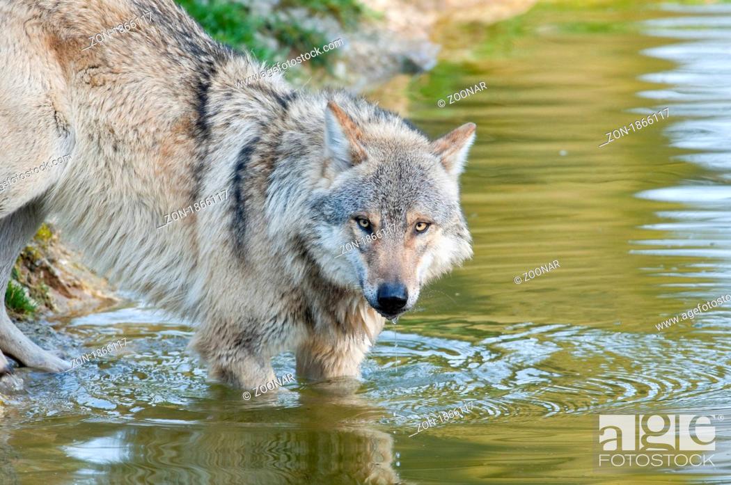 Stock Photo: Europäischer Wolf - Canis lupus - European wolf.