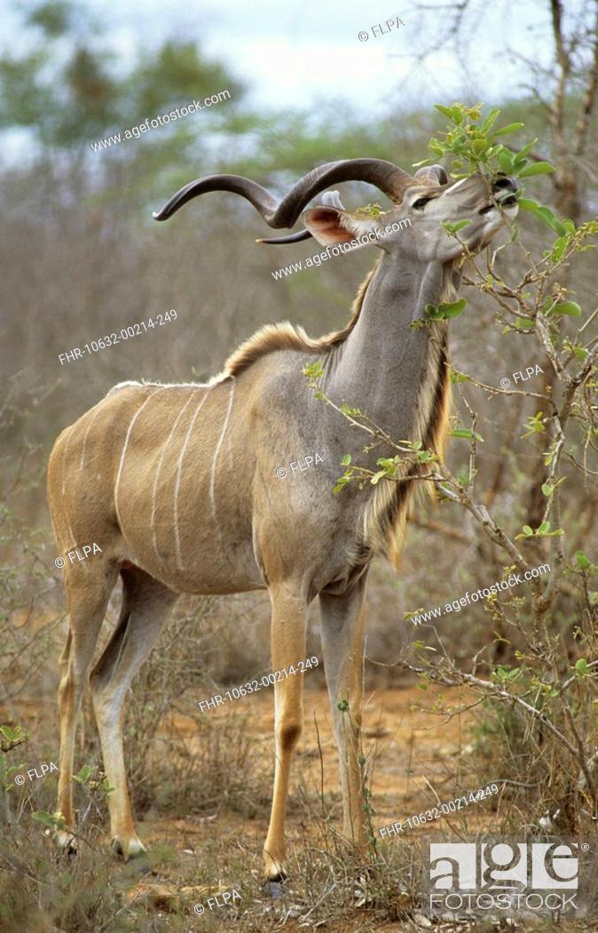 Greater Kudu Tragelaphus strepsiceros adult male, feeding, reaching up to  leaves, Kruger N P, Stock Photo, Picture And Rights Managed Image. Pic.  FHR-10632-00214-249 | agefotostock