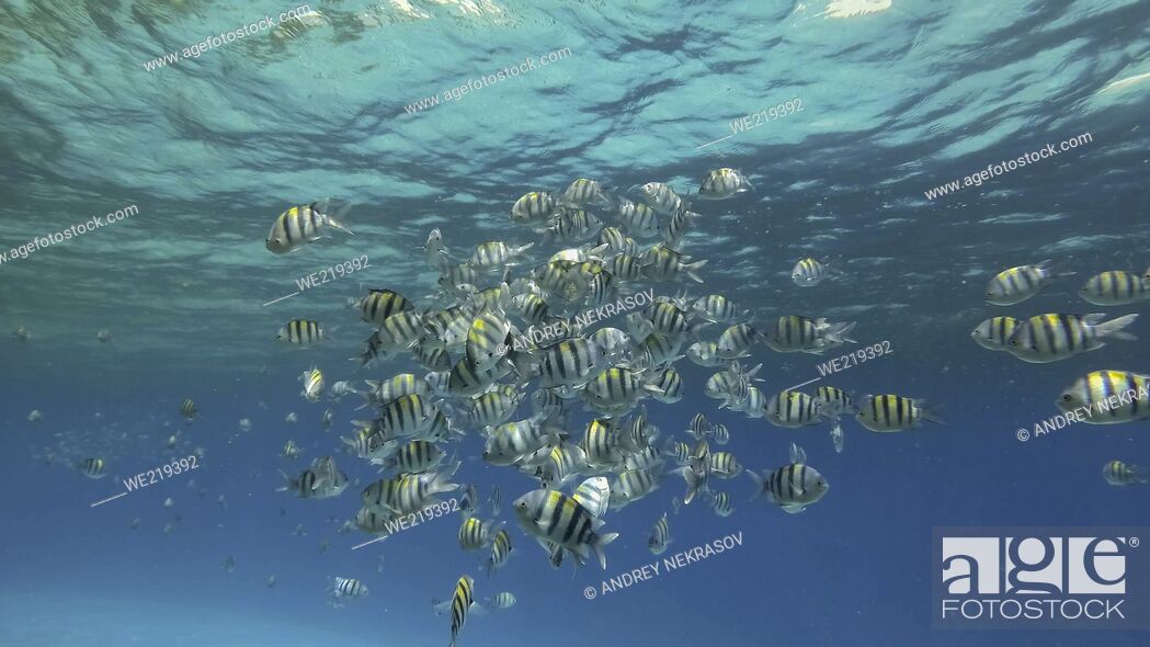 Stock Photo: Tropical fishes of various species feeds in the surface water rich in plankton. Visually distinguishable plankton-rich water layer (rarely seen phenomenon).