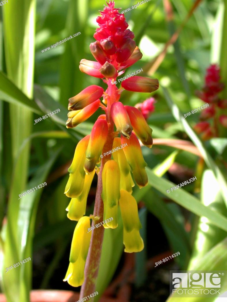 Stock Photo: Cape cowslip (Lachenalia aloides, Lachenalia tricolor, Bulbiine aloides), inflorescence.