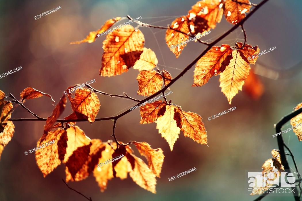Stock Photo: Colorful yellow leaves in Autumn season. Close-up shot. Suitable for background image.
