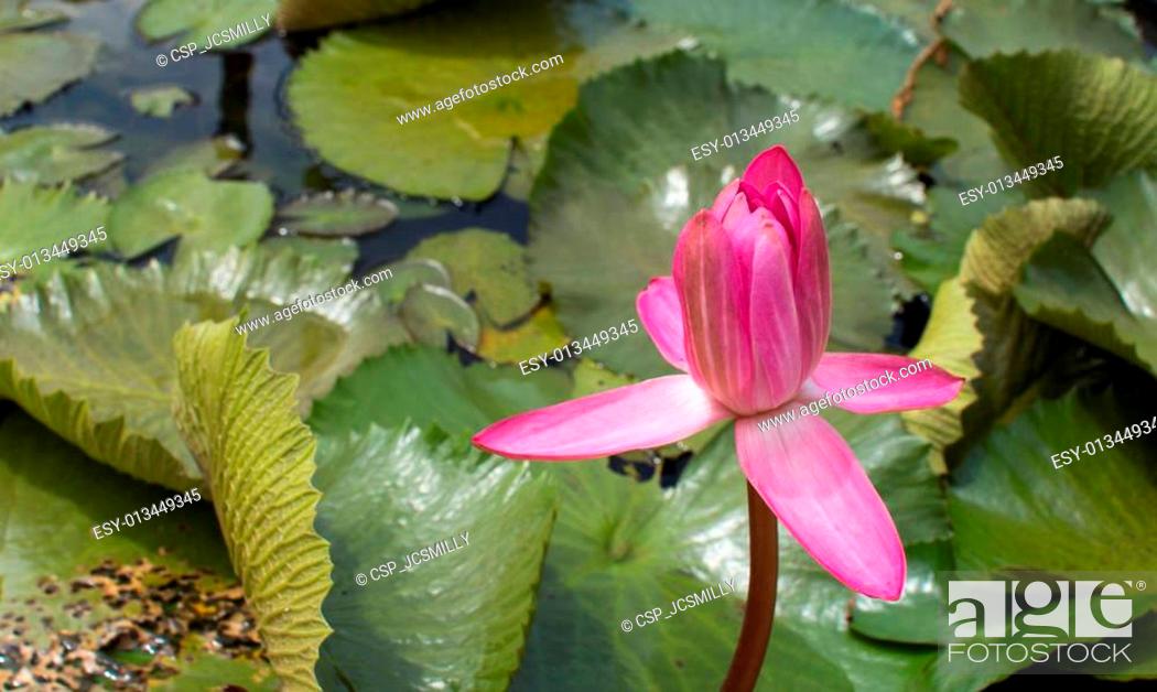 Stock Photo: Pink lotus blossoms or water lily flowers blooming on pond.