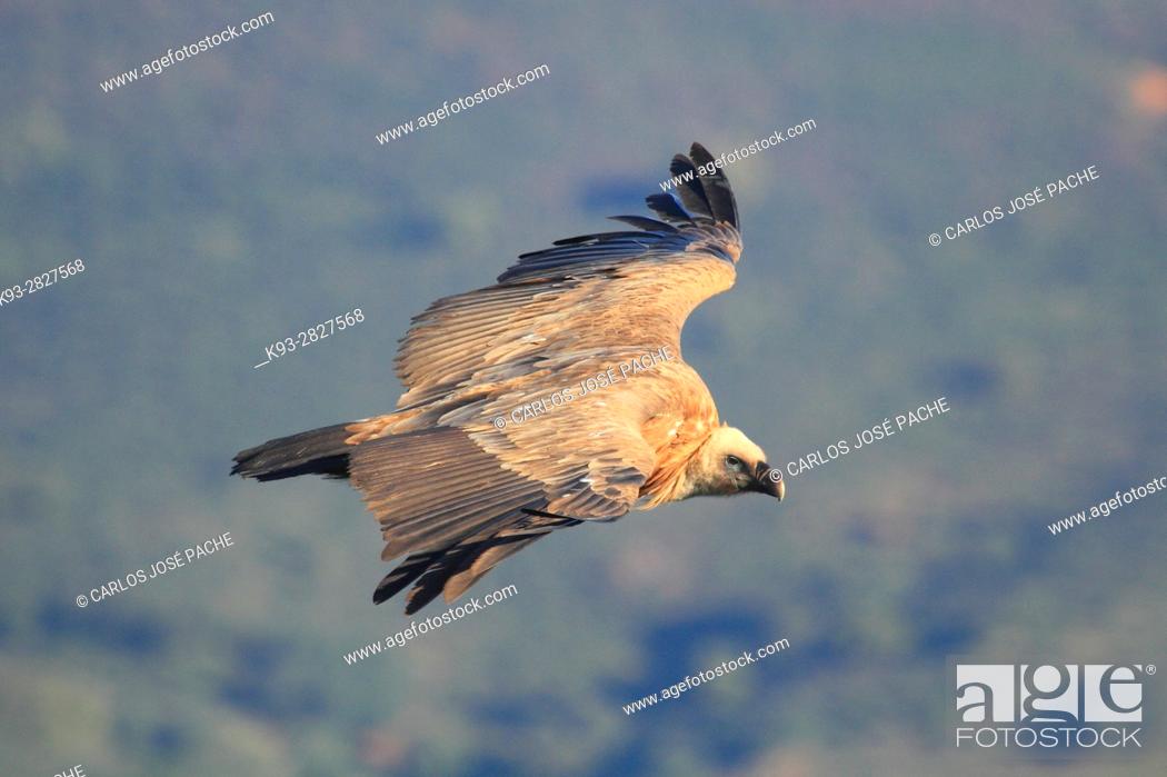 Stock Photo: Buitre Leonado ( Gyps Fulvus) sobrevolando el Parque Nacional de Monfragüe, Extremadura, Spain.