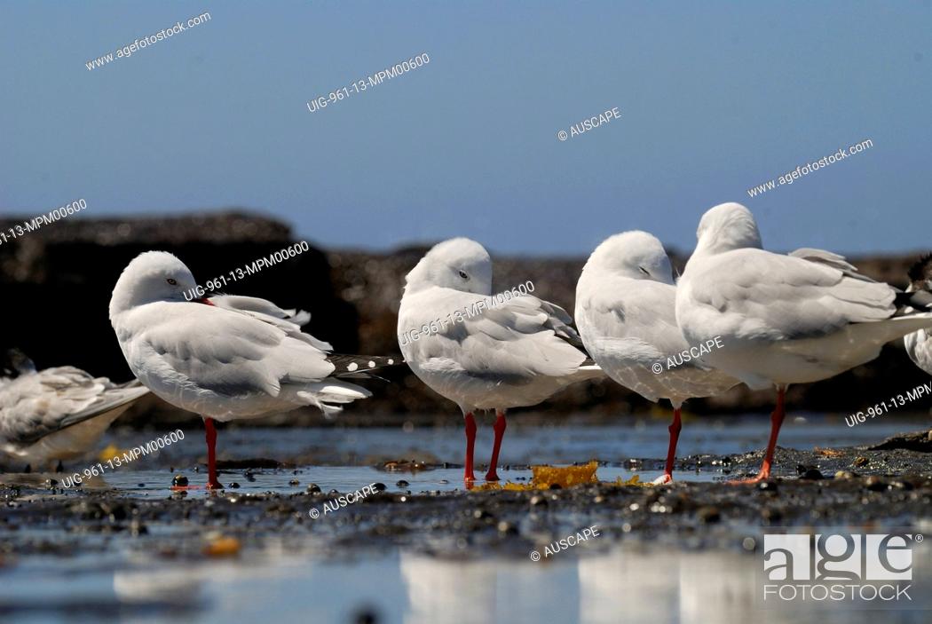Stock Photo: Silver gulls roosting, Depot Beach, Murramarang, National Park, New South Wales, Australia.