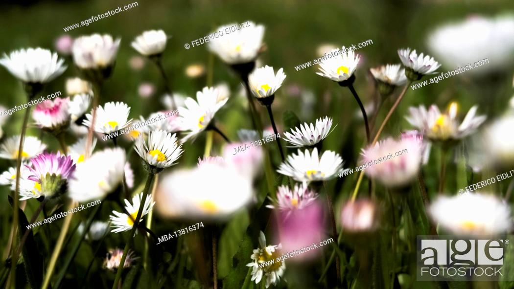 Stock Photo: Meadow with daisies in Fleury d'Aude in spring.