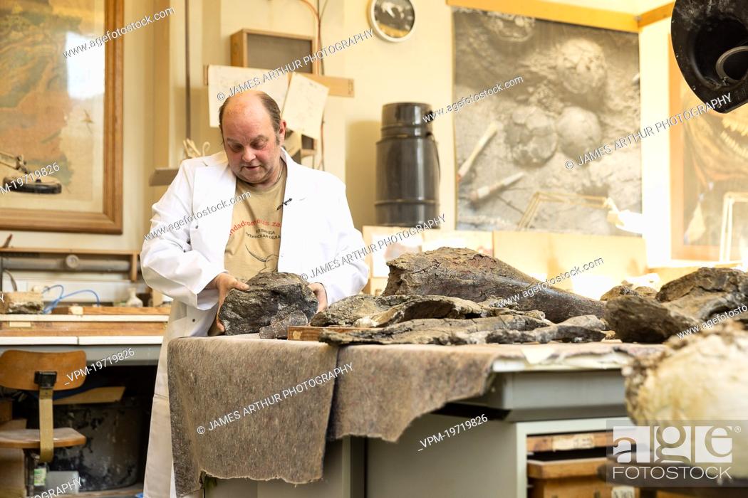 Stock Photo: Technician Stephane Berton pictured during a visit to the Natural Sciences Museum in Brussels, Wednesday 09 March 2022. The preparations of the Diplodocus Dan.