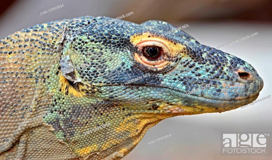 Komodo Dragon, the largest of the lizard family, and an endangered species,  Stock Photo, Picture And Rights Managed Image. Pic. H44-10993854 |  agefotostock