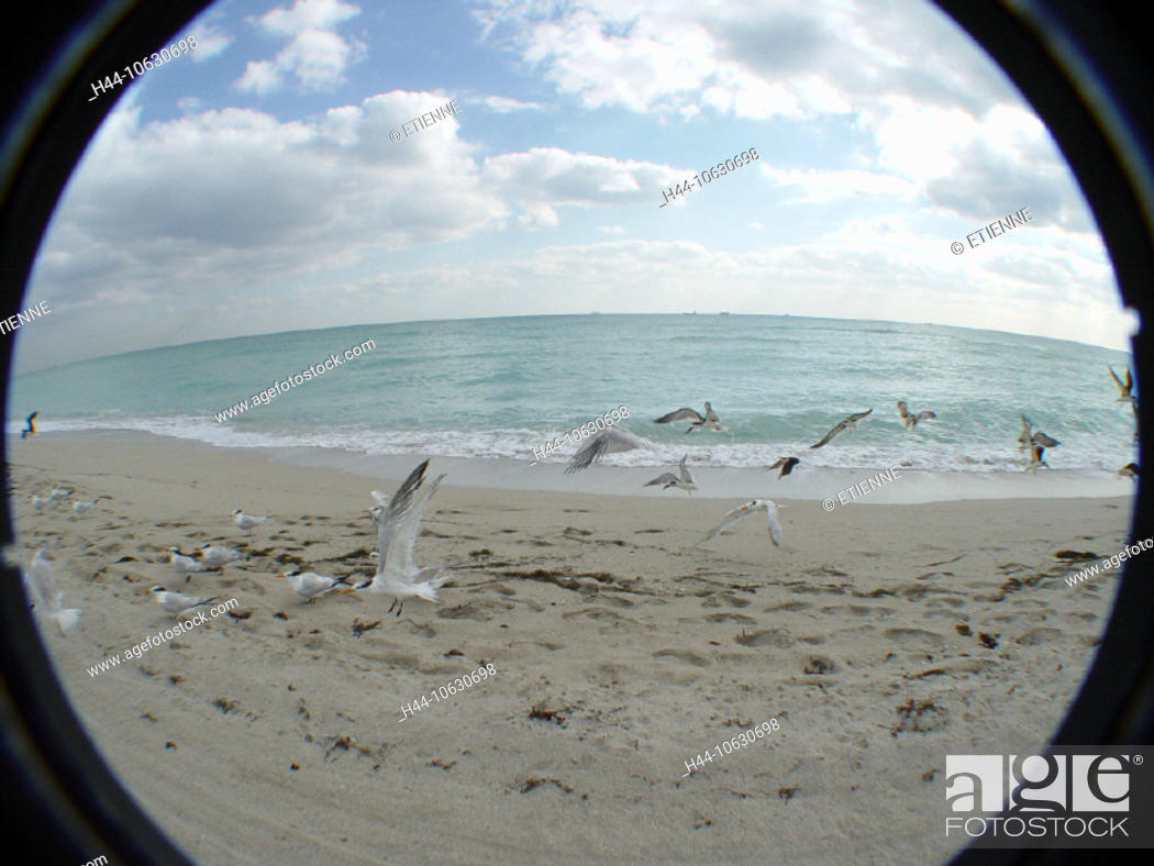 Stock Photo: 10630698, Beach, effect, fish - eye, Fisheye, Florida, sea, Miami, nature, sand, terns, tracks, traces, beach, seashore, anima.