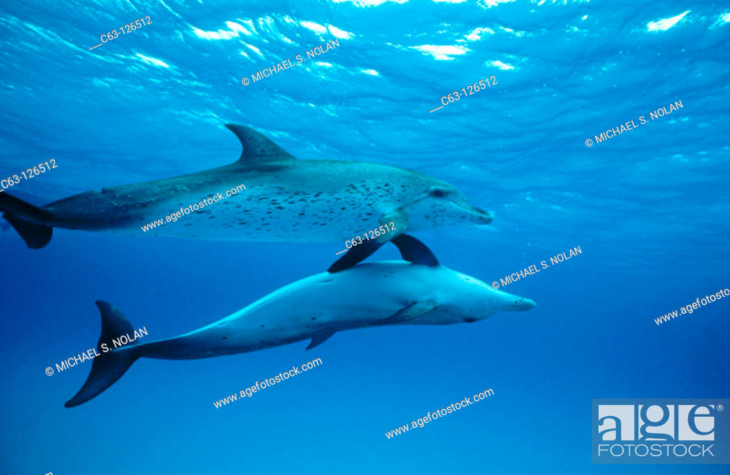 Stock Photo: Spinner Dolphins (Stenella frontalis).