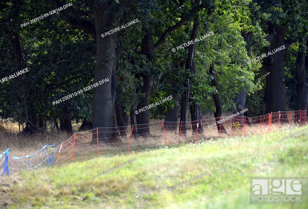 Stock Photo: 10 September 2020, Brandenburg, Guben: An electric fence has been erected on the border with Poland. The mobile fence is to prevent wild boars from entering.