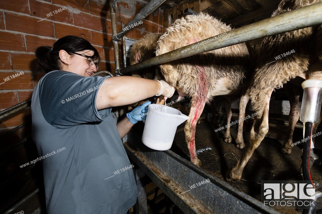 Stock Photo: Breeder milks sheep in her stable.