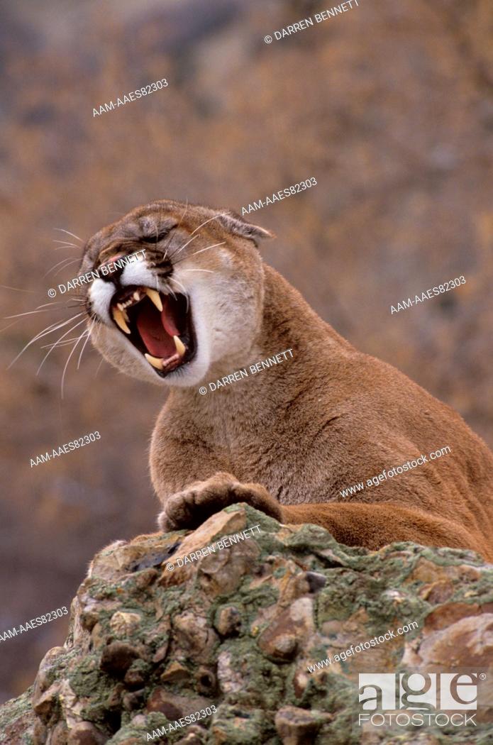 Cougar in spanish