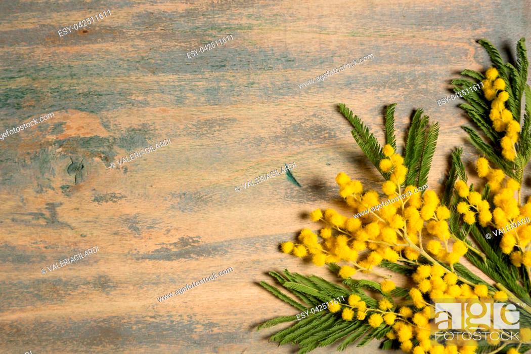 Stock Photo: Mimosa's the flower dedicated to women, but yellow (the color) is associated with jealousy, and dark yellow symbolizes betrayal and deception.