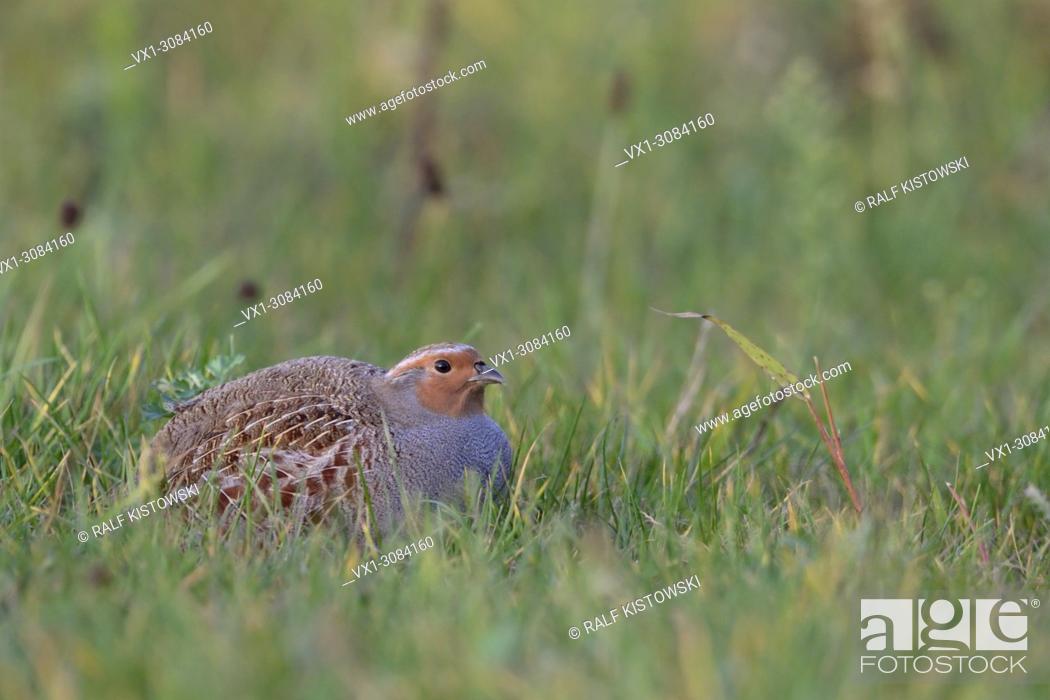 Stock Photo: Grey Partridge ( Perdix perdix ), sitting, hiding in a meadow, rare bird of open fields and farmland, threatend by intensive farming, wildlife, Europe.
