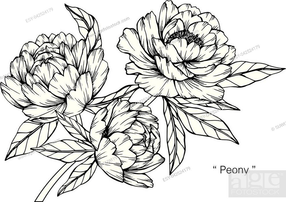 Delicate flower sketch Black and White Stock Photos & Images - Page 3 -  Alamy